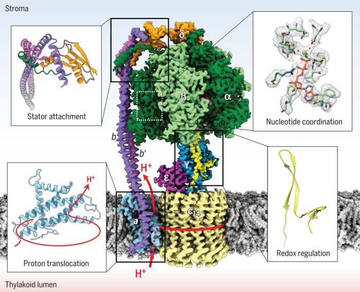 Atp synthase shown in the image uses the proton