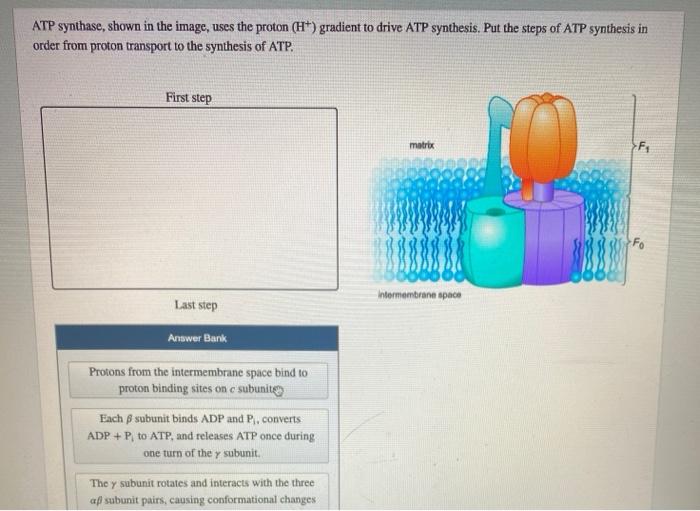 Atp synthase shown in the image uses the proton