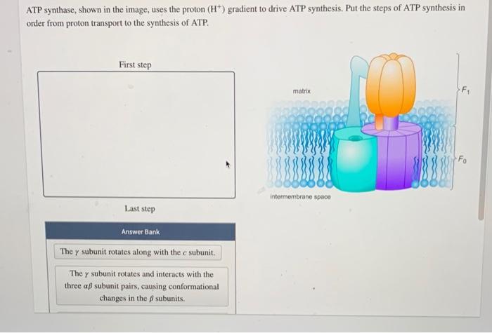 Atp synthase making chemiosmosis enzyme cells ppt powerpoint presentation production rotor slideserve chloroplast