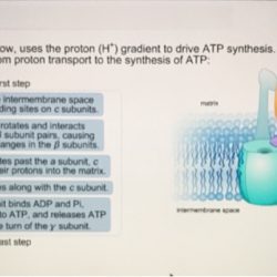 Protons electron proton atp synthase pumped motive complexes pumping