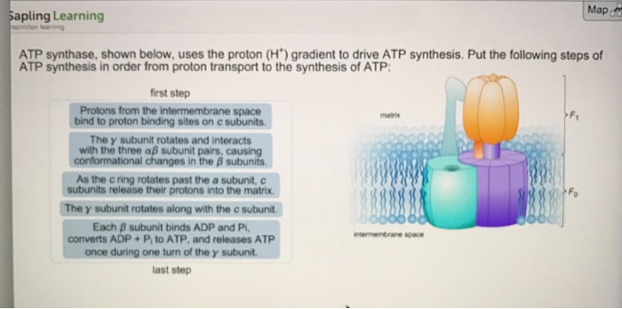 Protons electron proton atp synthase pumped motive complexes pumping