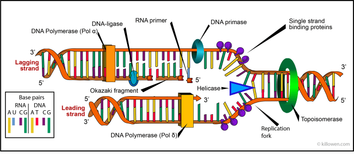 Match these enzymes involved in dna replication with their function