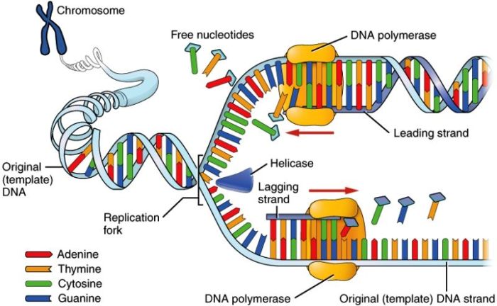 Match these enzymes involved in dna replication with their function