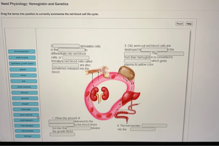 Nurses need physiology hemoglobin and genetics