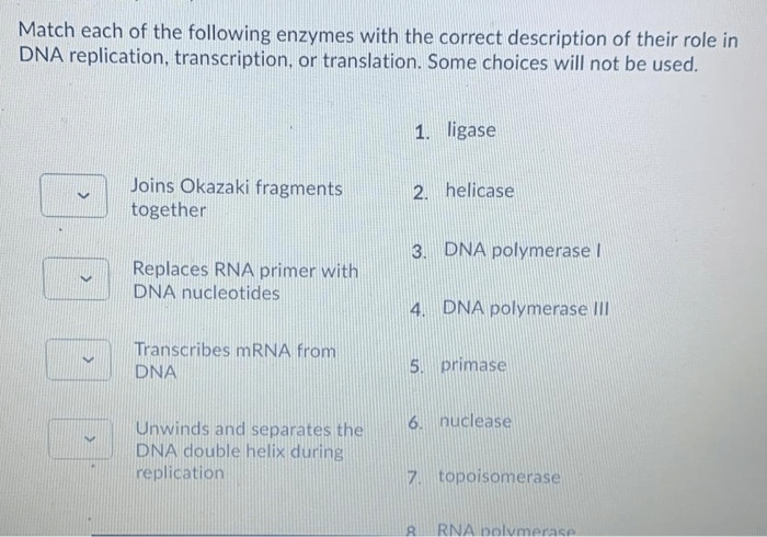 Dna replication microbiology process strand leading enzymes forks polymerase termination bacterial helicase quizover elongation bacteria strands microbio arrows topoisomerase libretexts